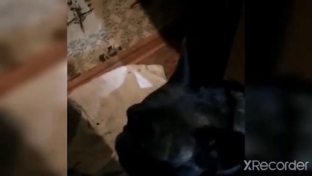 Животные пробуют огурцы! смотреть онлайн
