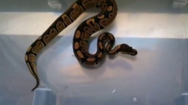 Python et boa vs rat смотреть онлайн