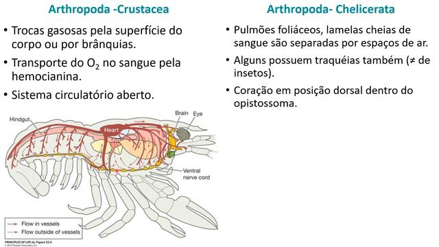 Videoaula Bio CN 22: Circulação e Respiração 10/09/21 смотреть онлайн