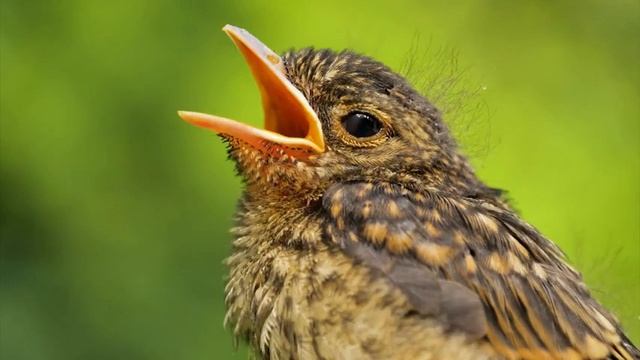 Birds Sounds - Birds Singing in the Forest - Nature Relaxation Video смотреть онлайн