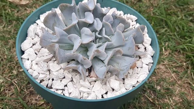 Suculentas con sus nombres y cuidados// #rotulando #suculentas #natyvidadeplantas смотреть онлайн