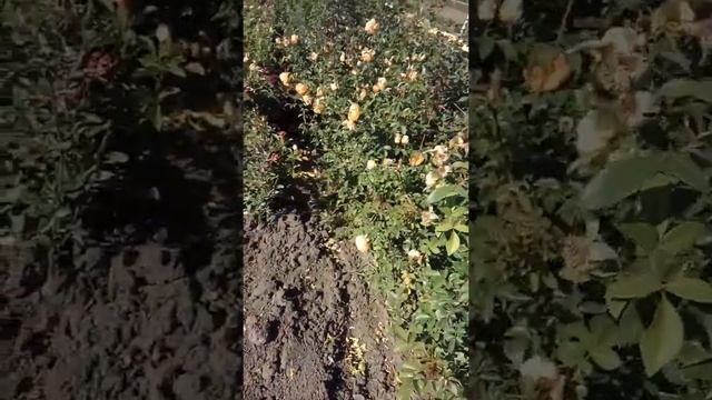 Пэт Остин https://rose-bushes.ru/ смотреть онлайн