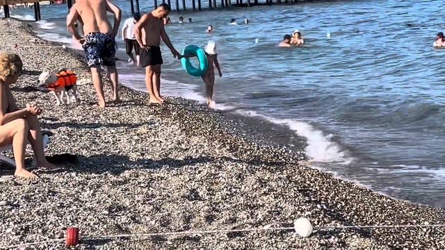 DOG VLOG: Пенная вечеринка // Йорк купается в море в Турции // Йорк на mini disco // Танец живота смотреть онлайн