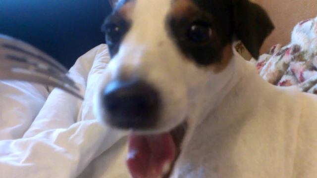 Пипсик кушает вареники с картошкой