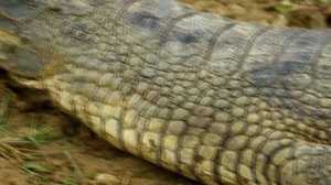 Гангский Гавиал - интересные факты