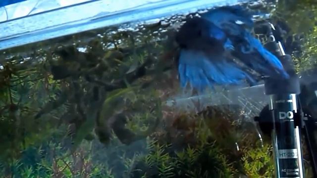 Нерест Петушков!Экзотические Рыбки!Beautifully!Spawning Betta splendens Regan! Exotic Fish! смотреть онлайн
