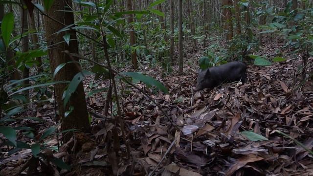 Выживание: Охота на кабана- приготовление пищи в походе смотреть онлайн