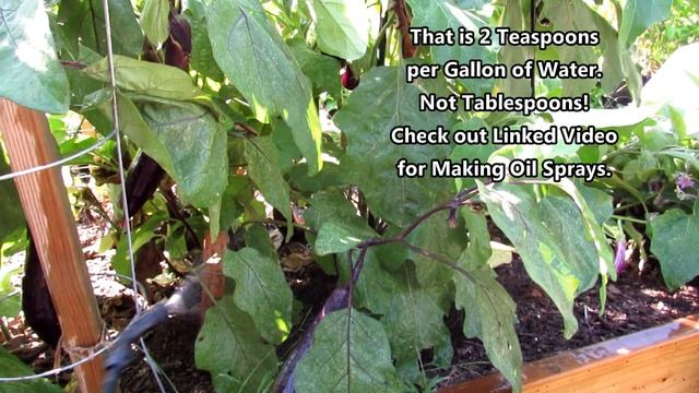 The 2 Keys to Successfully Growing Eggplants: Manage Flea Beetles & Slow and Low Organic Fertilizin смотреть онлайн