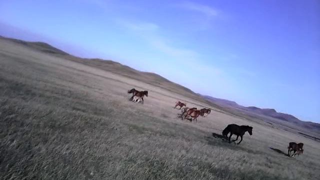 Лошади наша жизнь смотреть онлайн
