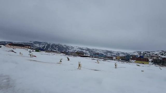 Осторожно! Гренландская хаски сорвалась с цепи смотреть онлайн