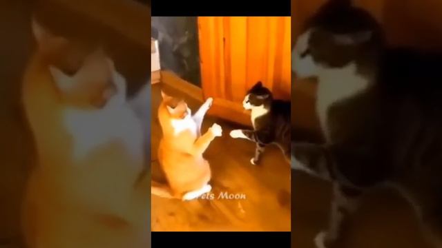 Intense Cats AND Dogs 🤣 Funny Kittens And Puppies Most Exciting Animals Moments 😁 смотреть онлайн