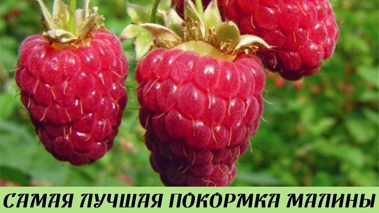 Очень важная подкормка малины Урожай будете собирать ведрами Супер удобрение Дачные Советы смотреть онлайн