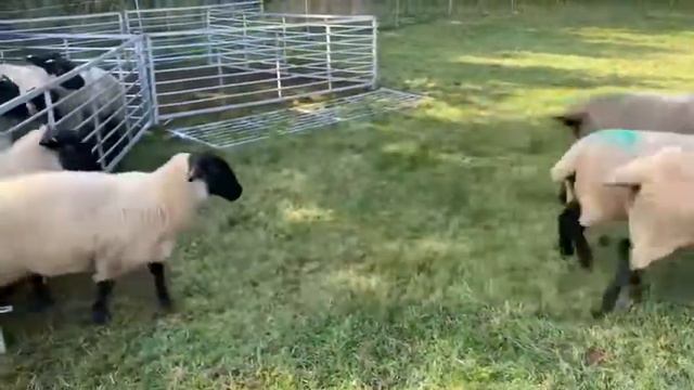 Суффолк ,ярочки Британская Селекция 15-20 месяца ,приходят в Россию в ноябре, цена:120 тысяч рублей смотреть онлайн