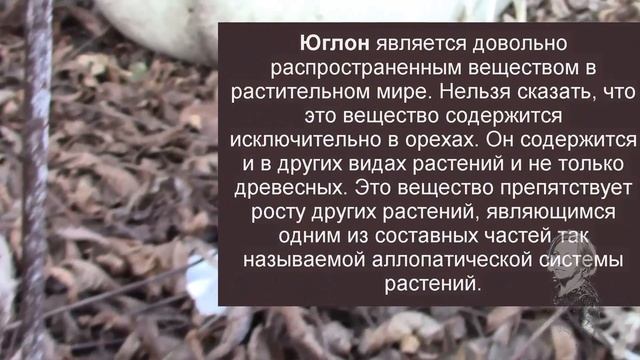 ЛИСТЬЯ ОРЕХА НА УЧАСТКЕ, ЧТО С НИМИ ДЕЛАТЬ!? смотреть онлайн