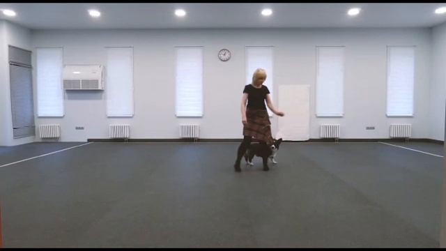 Открытый фристайл Cидорова Марина Игоревна и Воги Тайл Дульсинея (Дуня) Ненси Маллиган смотреть онлайн