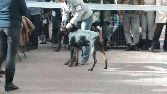 Dog show in Odessa. FCI-CACIB. Выставка собак. Ринг доберманов. Ривьера. Одесса. Интересная порода. смотреть онлайн