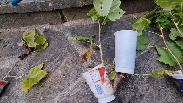 ? 1)ВОЗДУШНЫЕ ОТВОДКИ?ЧЕРЕНКОВАНИЕ СМОРОДИНЫ ?2)?ЧЕРЕНКОВАНИЕ СМОРОДИНЫ ОТВОДКАМИ ? смотреть онлайн