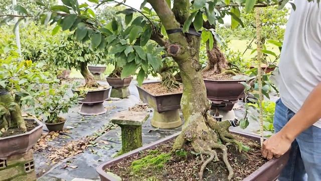 #Mai Tết 21/1☎️0907704723??Siêu Bông Bình Lợi/Giảo Đa Phúc/Cúc Thọ Hương/nụ chuẩn tết/bonsai đế vip смотреть онлайн