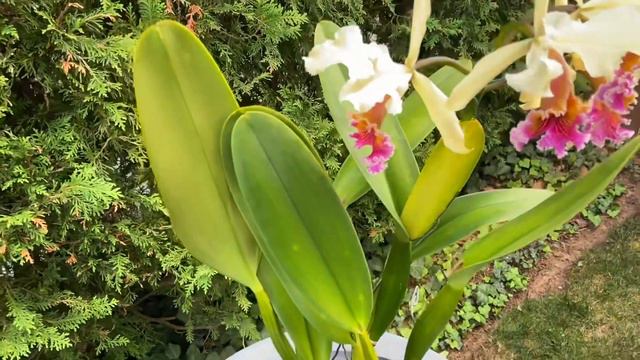 Cattleya Triumphans (Cattleya rex + Cattleya dowiana) смотреть онлайн