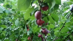 Слива колоновидная "Империал".