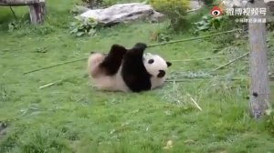 Кунфу панда.mp4