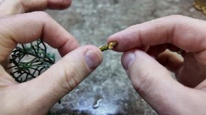 Укоренение Кедра Атласского и других трудно укореняемых в умном череночнике