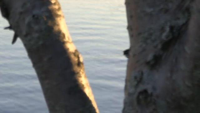 Canon XF100 Test смотреть онлайн