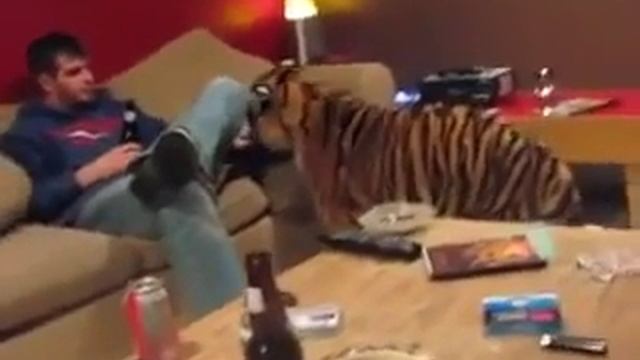 Ручной тигр ведёт себя, как домашняя кошка! смотреть онлайн