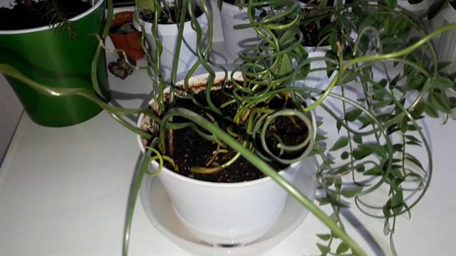 КОМНАТНЫЕ ЦВЕТЫ.КОМНАТНЫЕ РАСТЕНИЯ. смотреть онлайн
