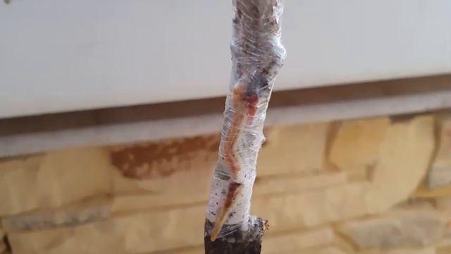 первые результаты прививок и проращивания Винограда смотреть онлайн