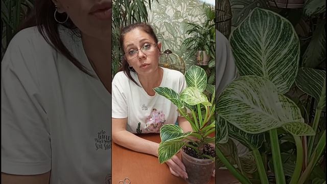 Омоложение филодендрона Биркин смотреть онлайн