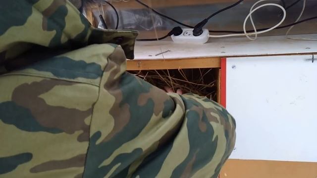 КРОЛЬЧАТА 10 дней. КАК кормит КРОЛЬЧИХА смотреть онлайн