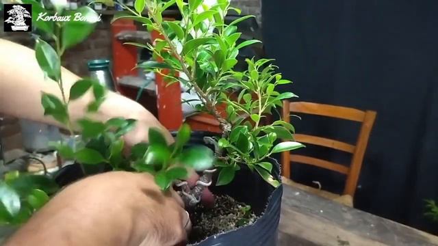NUB T3E14 Ficus de Esqueje. Pinzado смотреть онлайн