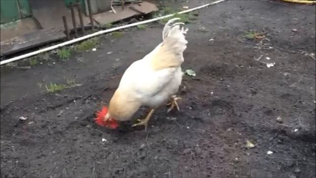 Славянский новый год смотреть онлайн