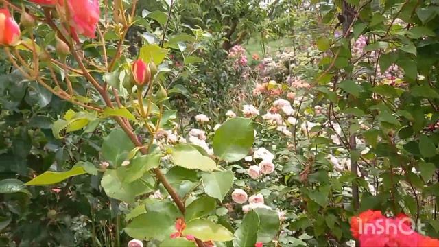 Роза Midsummer ФлорибундаTantau Германия, 2007 цветение июнь 2023 г смотреть онлайн