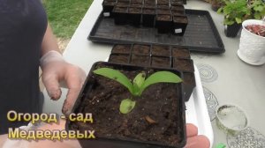 Однолетний флокс друммонда: выращивание из семян