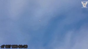 Голуби Турецкая Такла.САМАРА