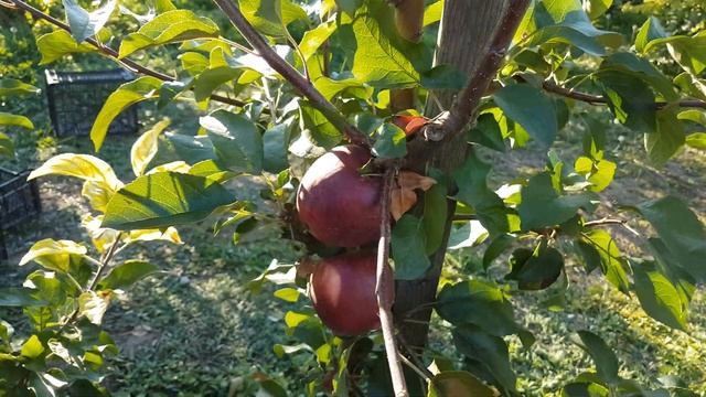 Яблоня Моди