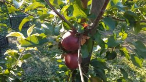 Яблоня Моди