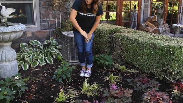 Planting Red Rover Heucherella in My Mom's Garden // Garden Answer смотреть онлайн