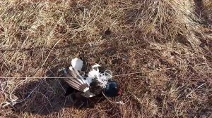 Охота на тетерева, петлями