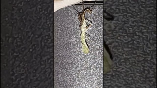 Линька богомола. древесный