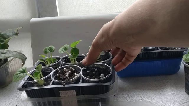 опять и снова. Когда отсаживать детку фиалки от листа??? смотреть онлайн