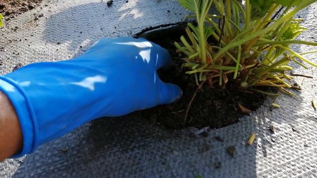 Здоровая и мощная корневая! смотреть онлайн