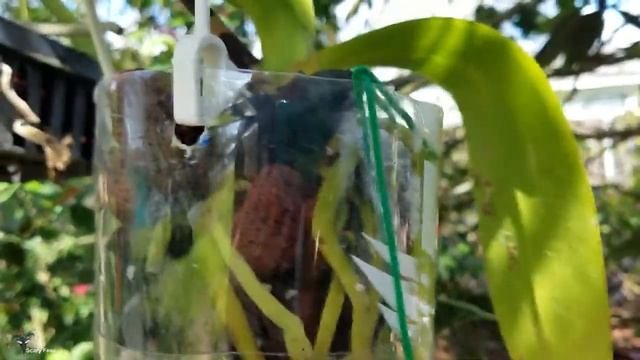 Repotting orchids in bottle culture Bulbophyllum phalaenopsis смотреть онлайн