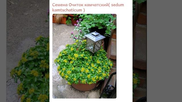 Очиток камчатский (sedum kamtschaticum) смотреть онлайн