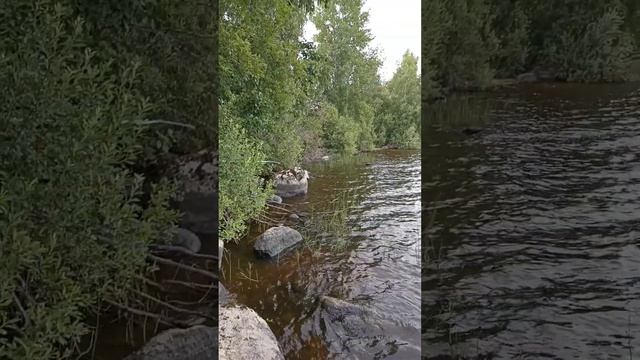 Пряжинское озеро в #Карелии смотреть онлайн