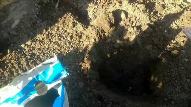 посадка ежемалины осенью Республика Беларусь