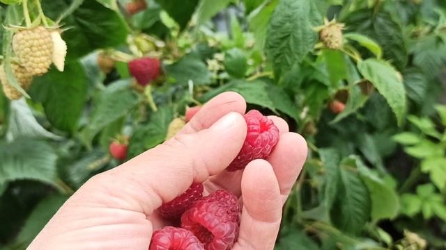 Делнива и Энросадира - вкуснейшие ранние сорта ремонтантной малины! Омск, 31.08.2021г. смотреть онлайн
