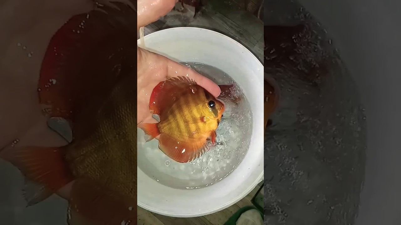 Отправка Дискусов в Уфу #дискусы #discus #aquarium #аквариумныерыбки #аквариум смотреть онлайн